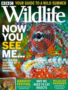 BBC Wildlife Magazine issue 08/2021