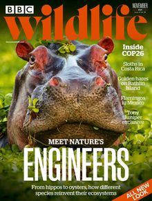 BBC Wildlife Magazine issue 11/2021