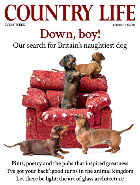 Country Life Magazine 2026-02-25