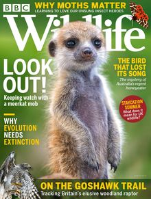 BBC Wildlife Magazine issue 07/2021