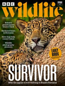 BBC Wildlife Magazine Spring issue 2022