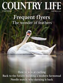 Country Life Magazine 2026-02-18
