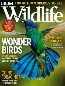 BBC Wildlife Magazine issue 09/2021