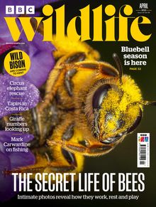 BBC Wildlife Magazine issue 04/2022
