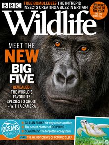 BBC Wildlife Magazine issue 06/2021