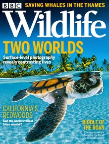 BBC Wildlife Magazine issue 10/2021